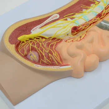 Автоматична Модел на Симпатиковата нервна система и Парасимпатическая Нервната Анатомия на Учебно Оборудване на Медицински Учебни Ресурси